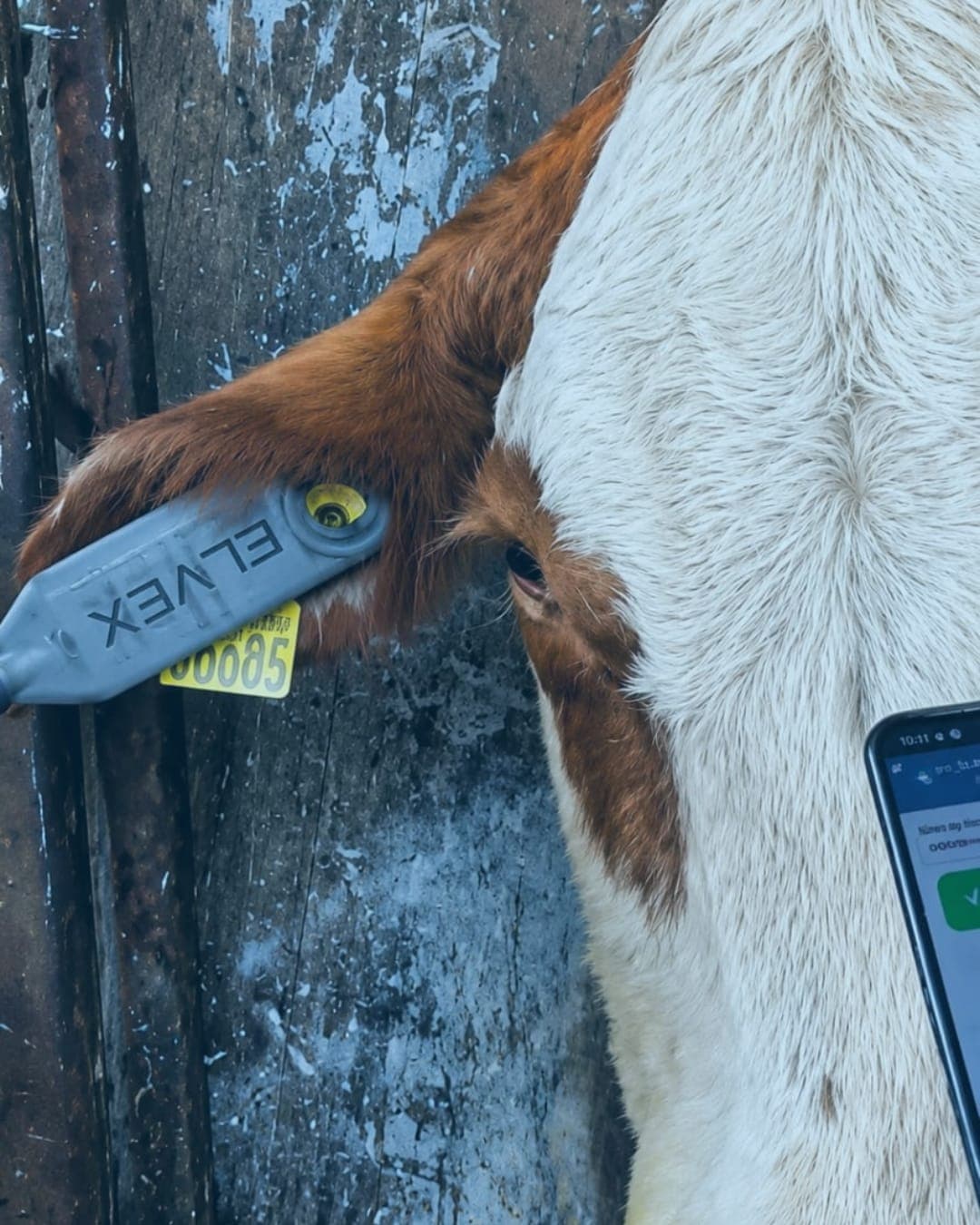 Brinco ELVEX na orelha de um animal, ao lado de um celular registrando o manejo no curral