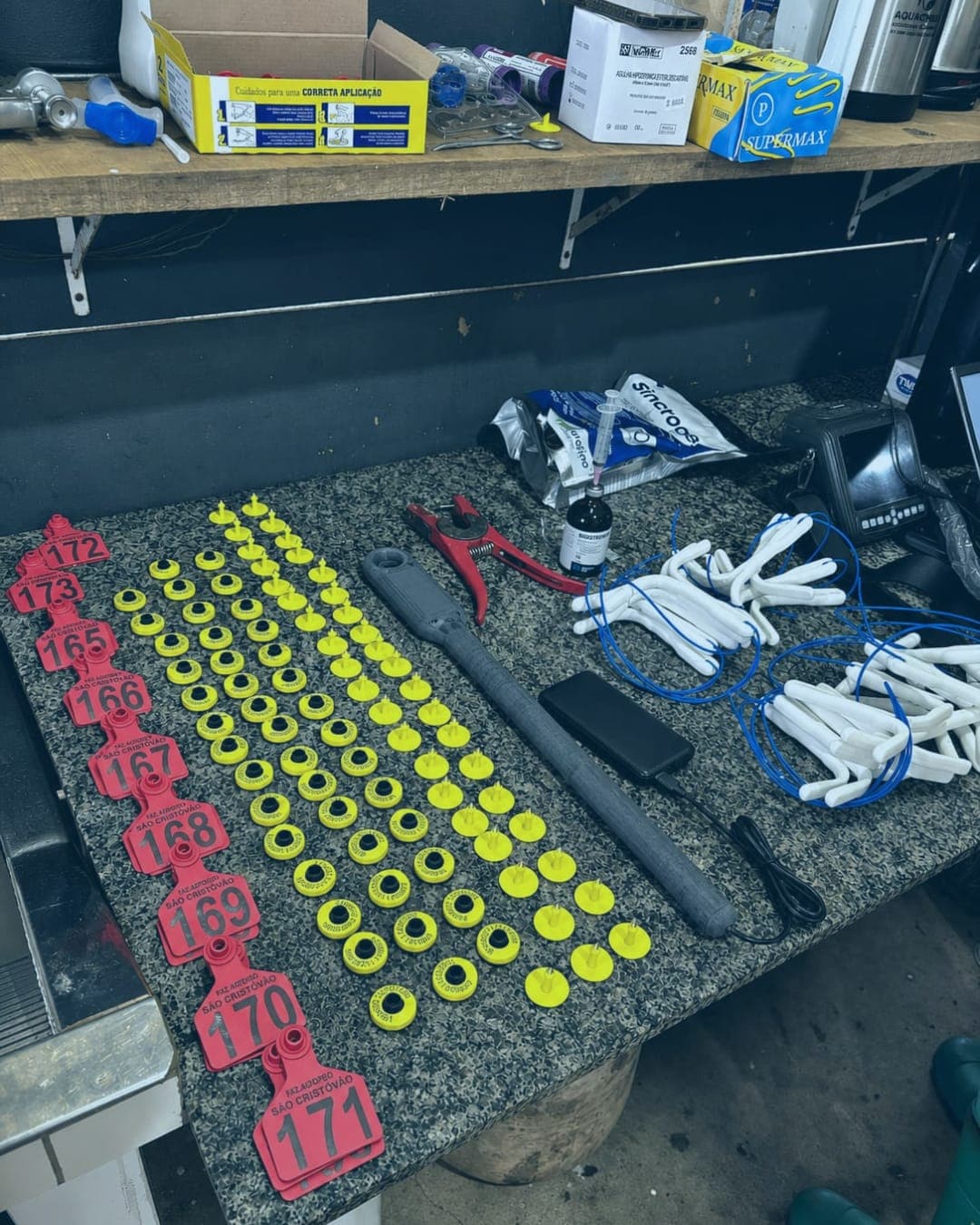 Brincos numerados e material de manejo organizados na bancada antes da aplicação no curral