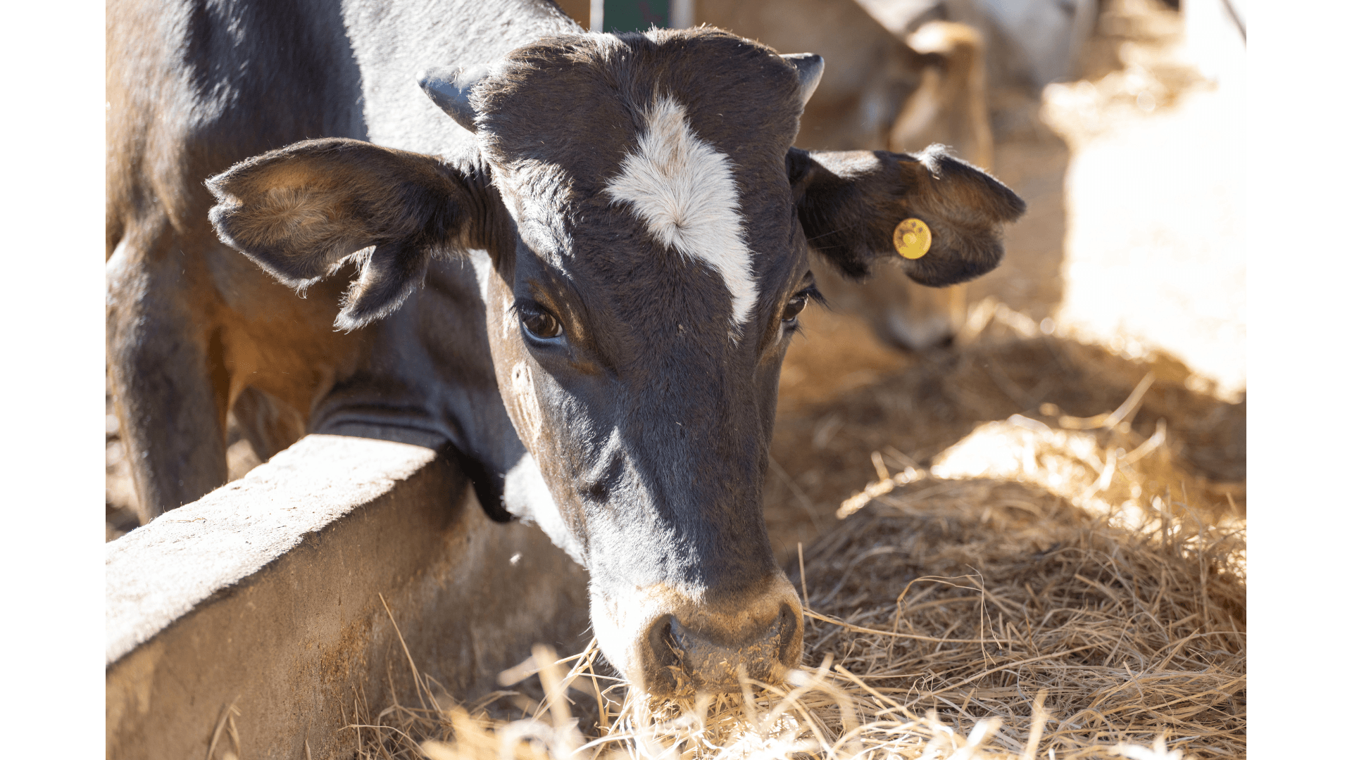 Vaca no cocho comendo, com brinco de identificação e o rebanho ao fundo