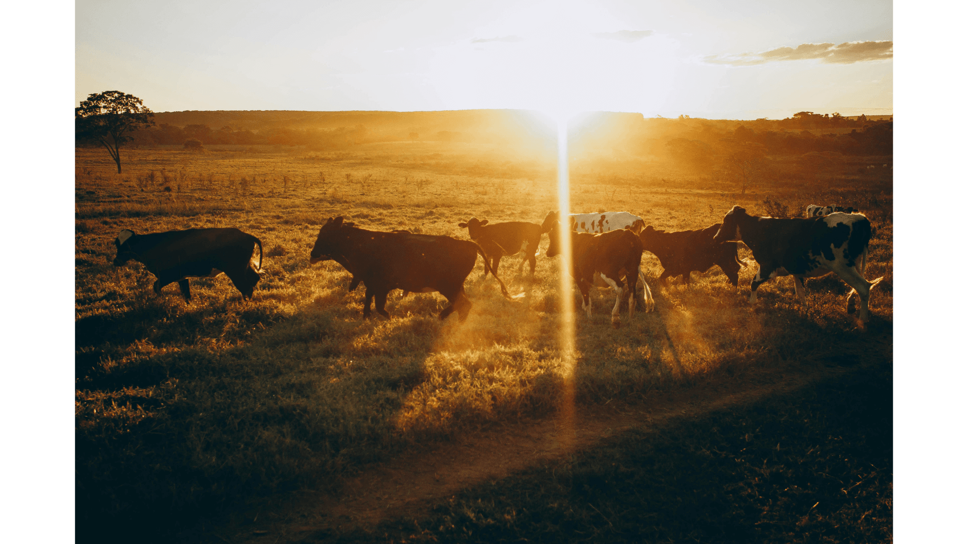 Rebanho caminhando no pasto ao entardecer
