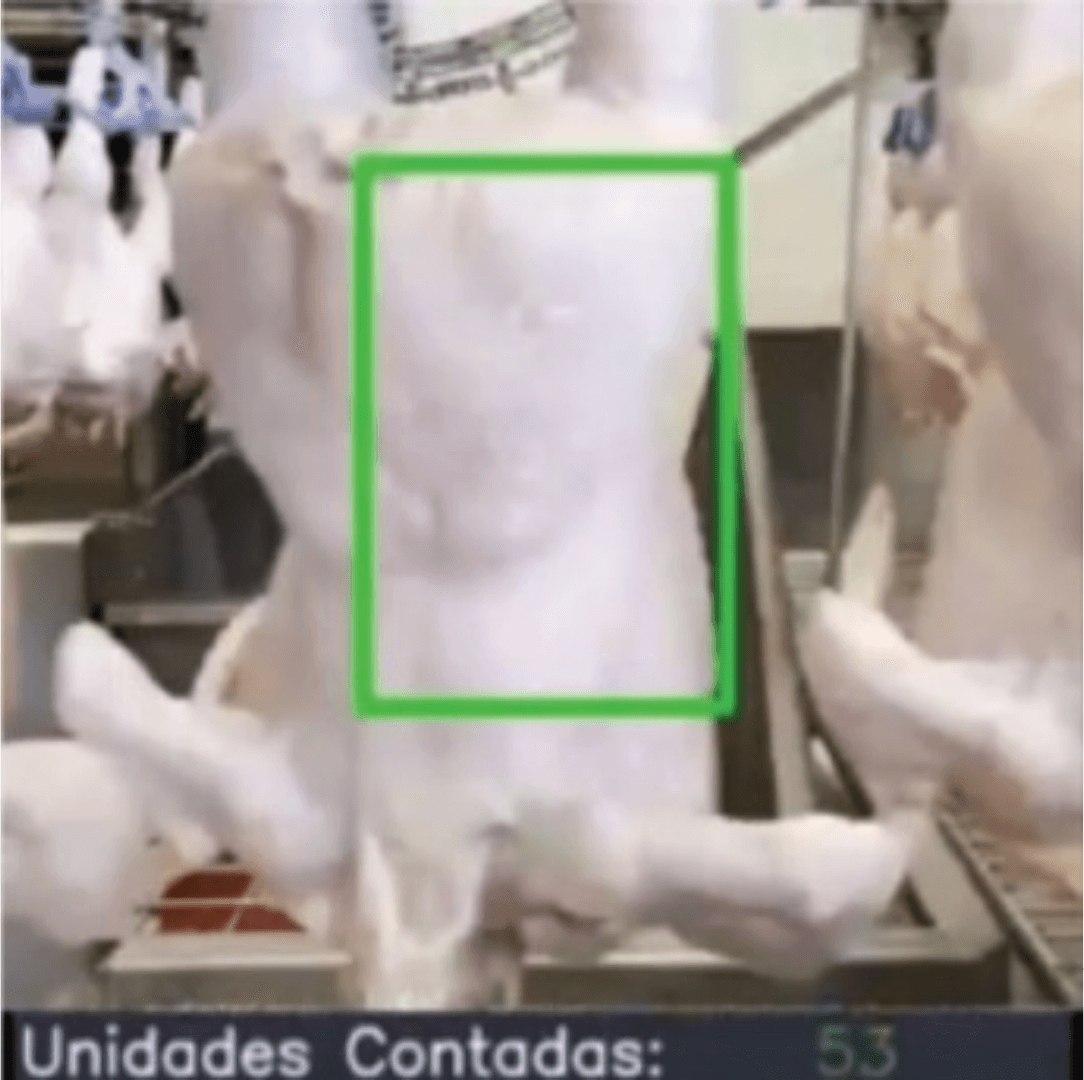 Contagem de aves na linha de abate